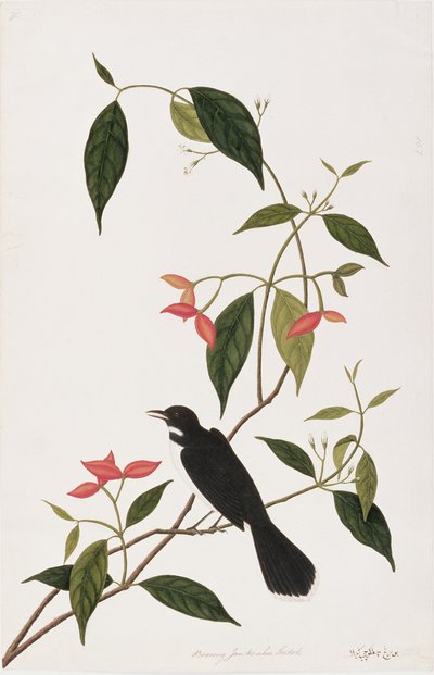 Booring Janke-chee Gutah, from Drawings of Birds from Malacca, c.1805-18 by Chinese School